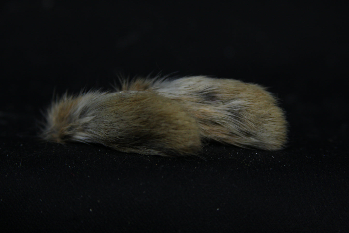 Cottontail Rabbit Feet