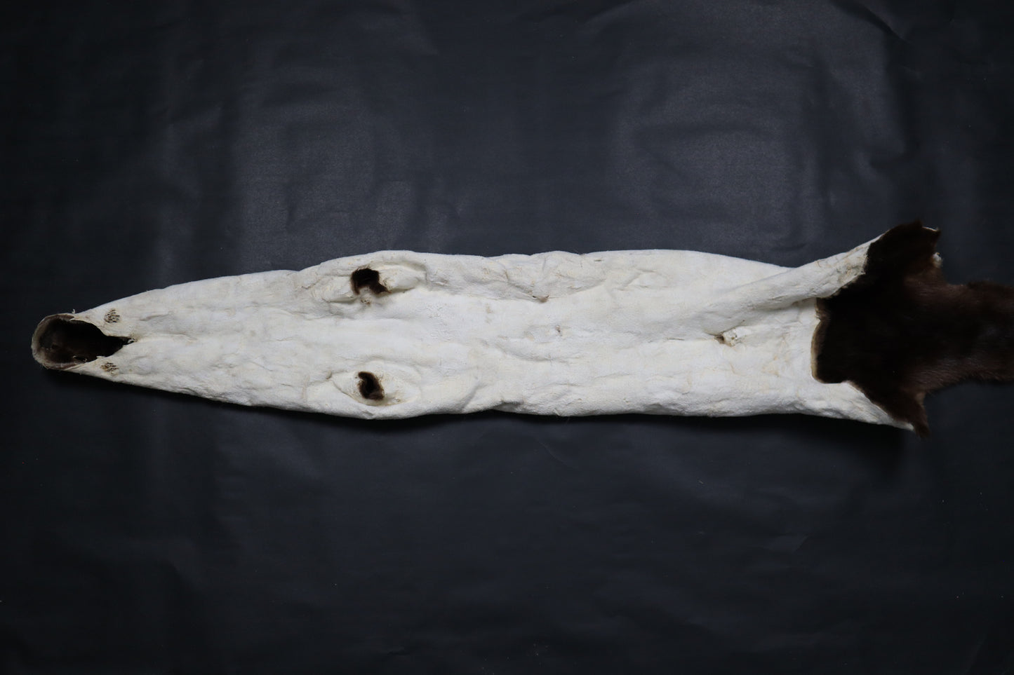 River Otter Wall Hanger
