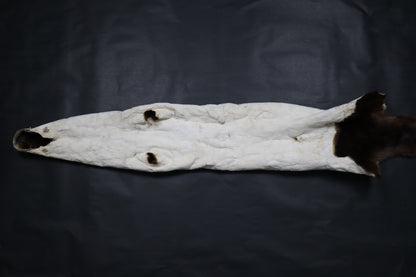 River Otter Wall Hanger