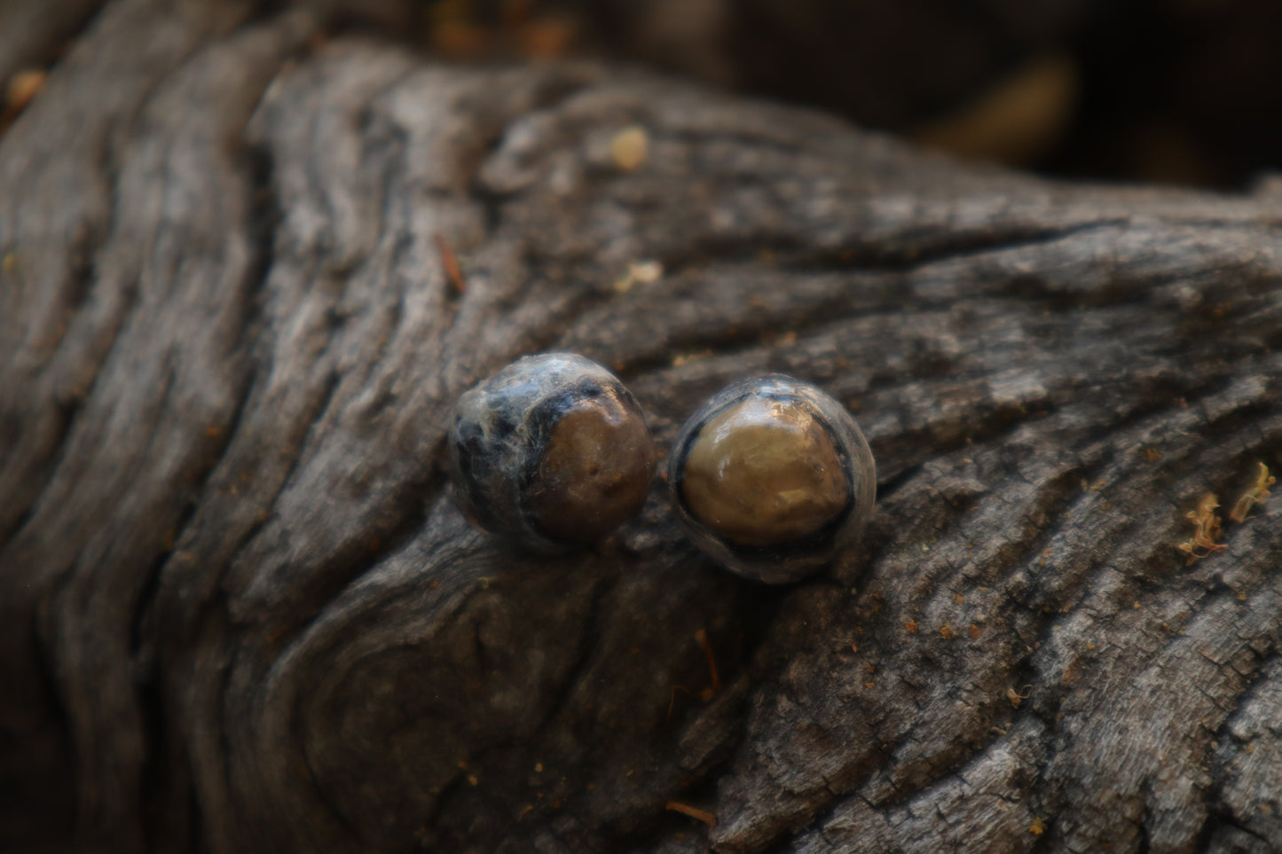 Dry Preserved Raccoon Eyeballs