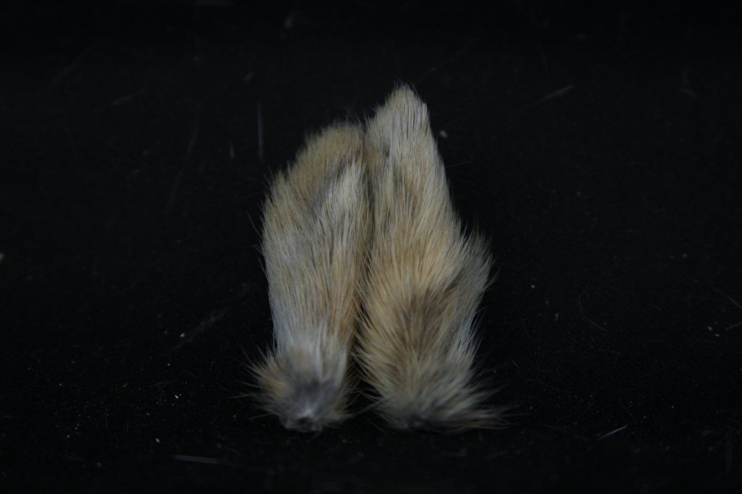 Cottontail Rabbit Feet