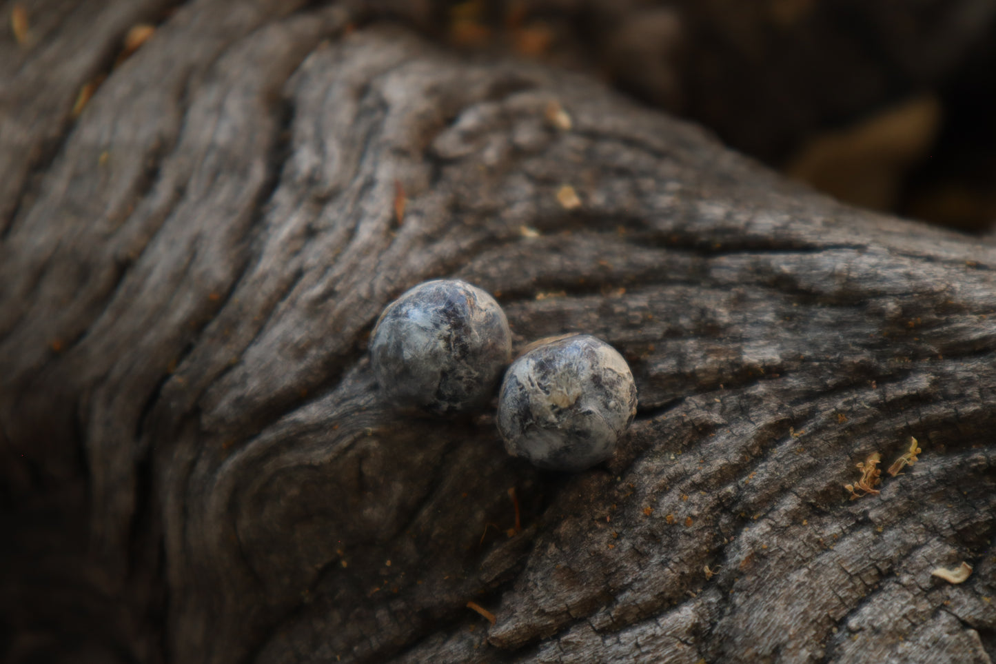 Dry Preserved Raccoon Eyeballs