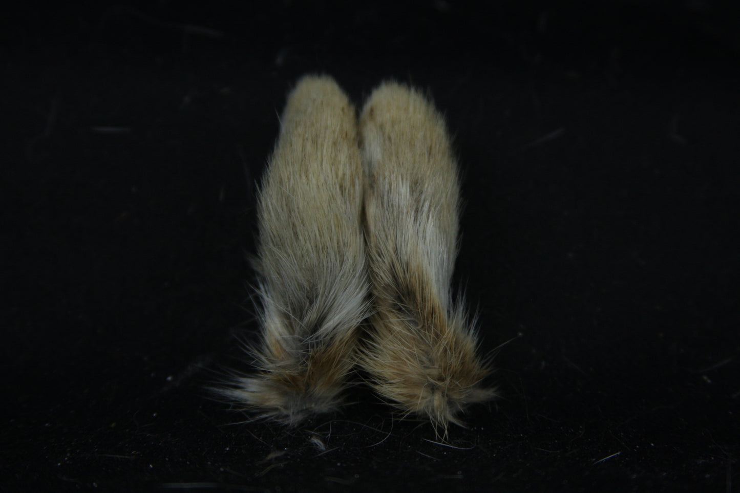 Cottontail Rabbit Feet