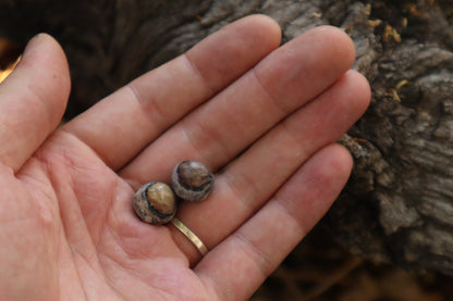Dry Preserved Raccoon Eyeballs