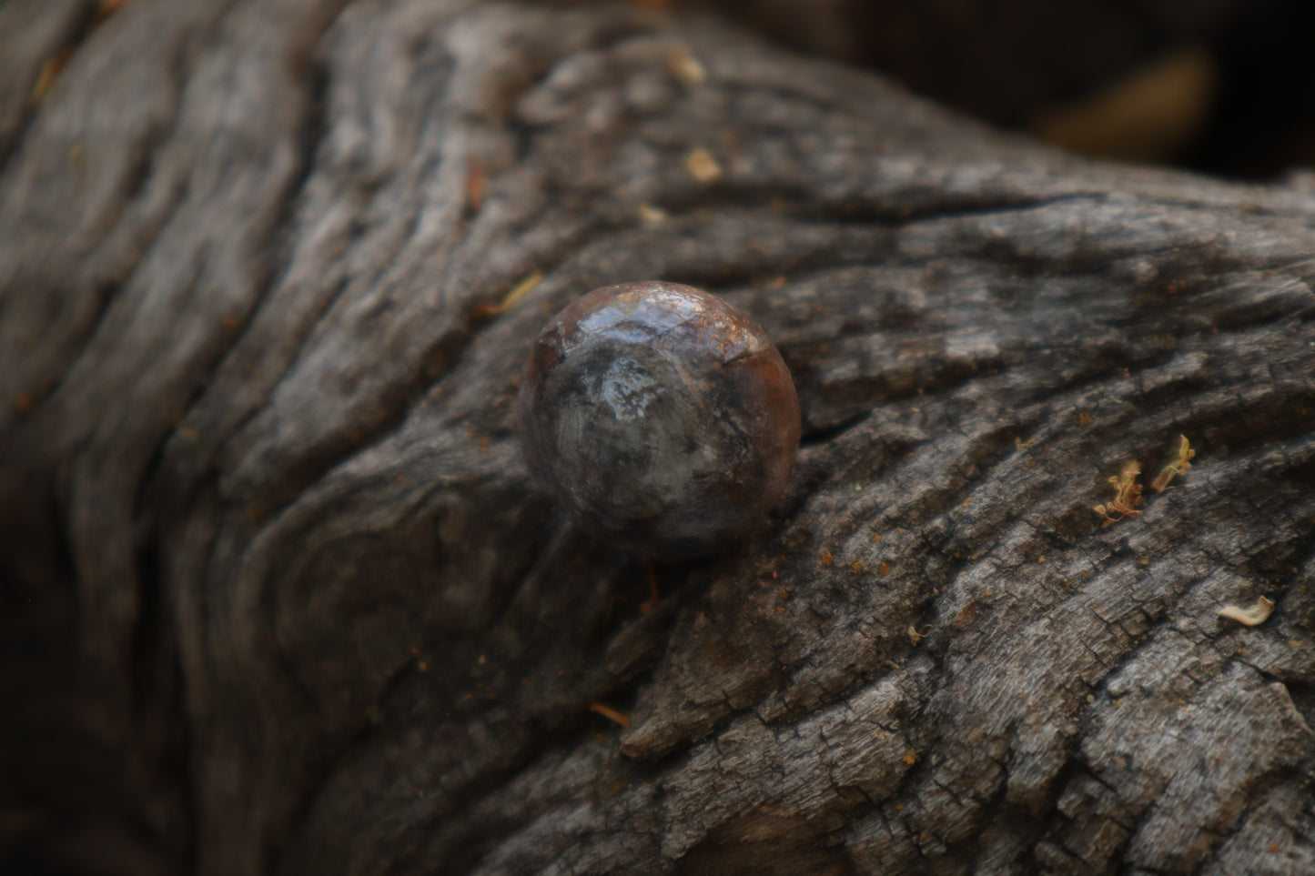 Dry Preserved Bobcat Eyeball