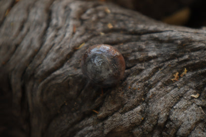 Dry Preserved Bobcat Eyeball