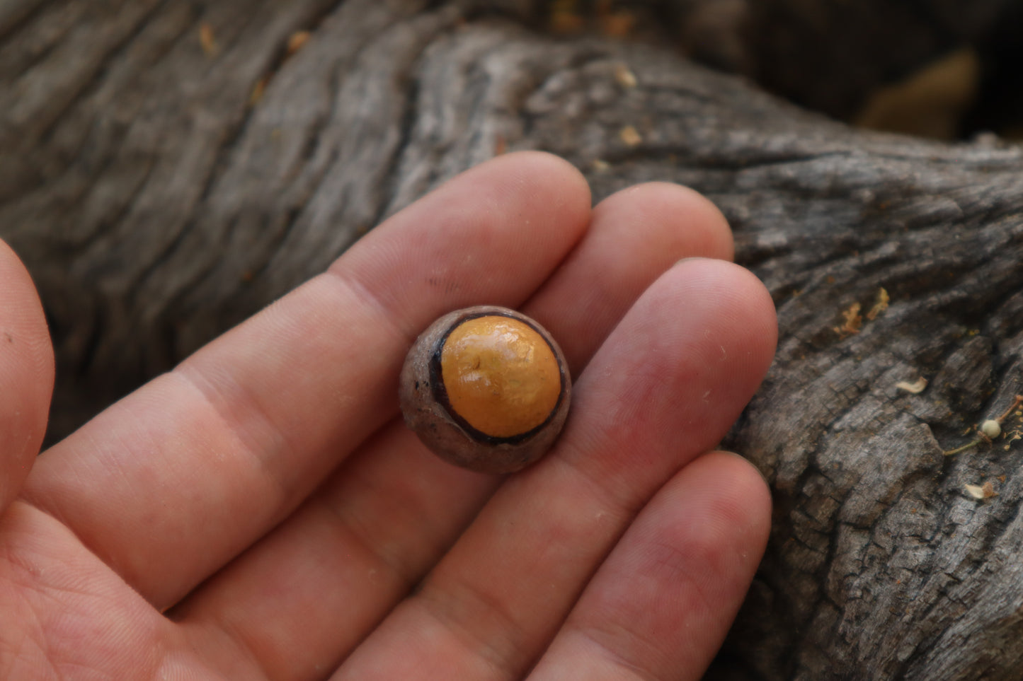 Dry Preserved Bobcat Eyeball