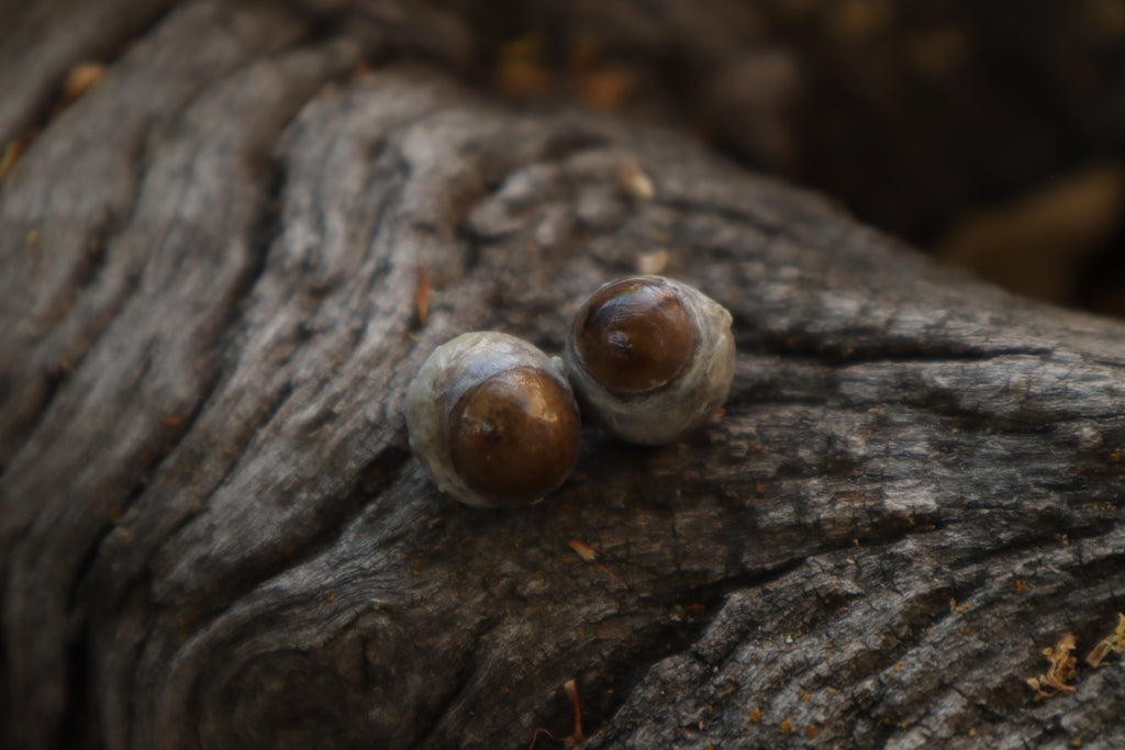 Dry Preserved Kitten Eyeballs