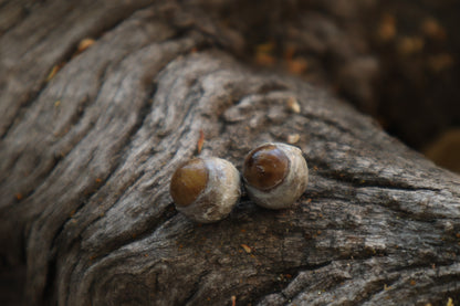 Dry Preserved Kitten Eyeballs