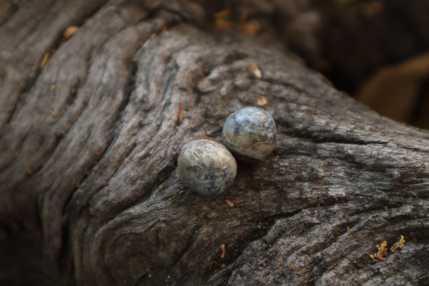 Dry Preserved Kitten Eyeballs