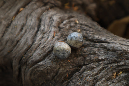Dry Preserved Kitten Eyeballs