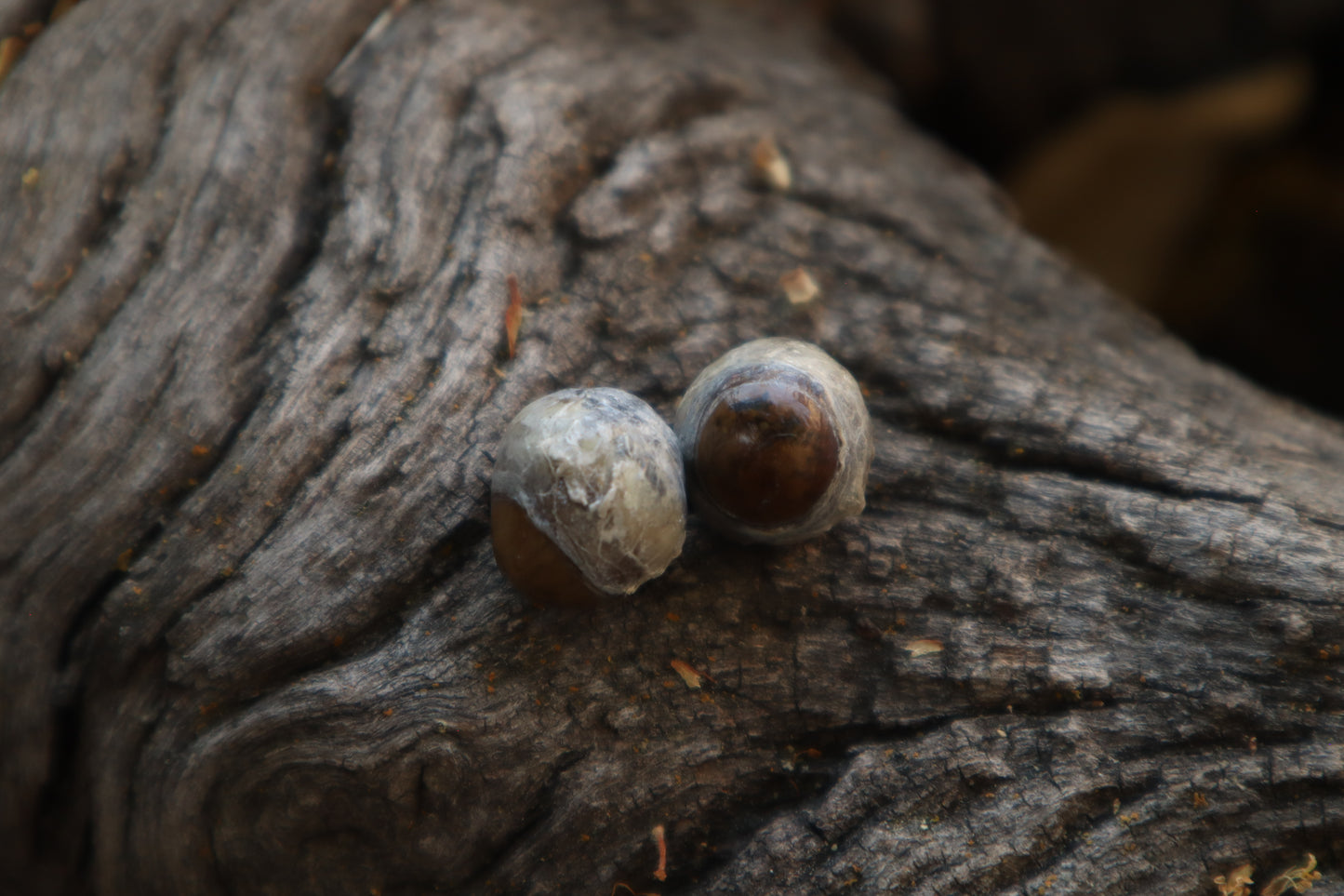 Dry Preserved Kitten Eyeballs