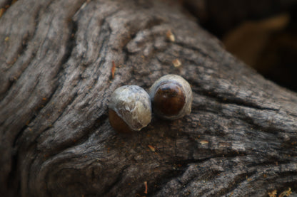 Dry Preserved Kitten Eyeballs