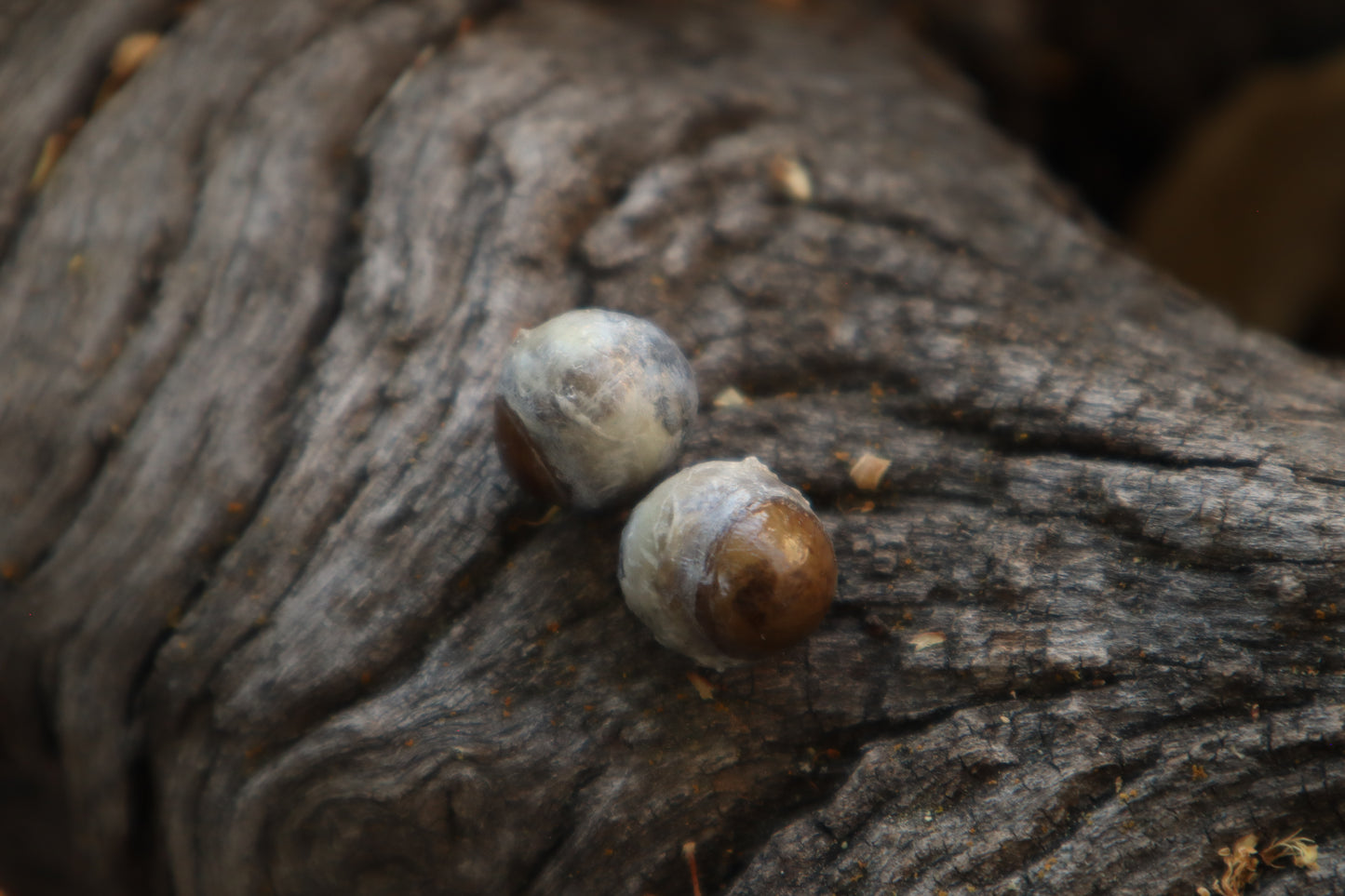 Dry Preserved Kitten Eyeballs