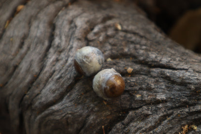 Dry Preserved Kitten Eyeballs