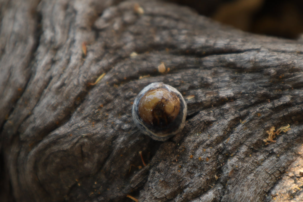 Dry Preserved Raccoon Eyeball