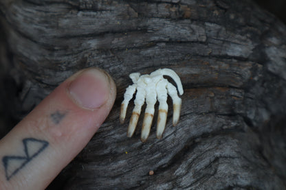 Mole Paw Articulation