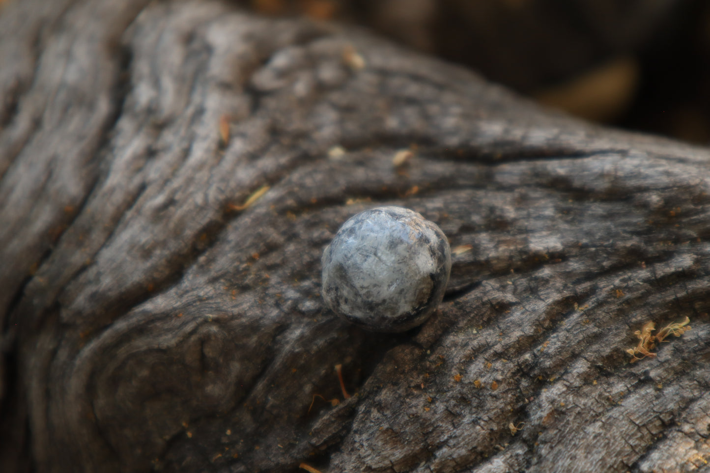 Dry Preserved Raccoon Eyeball