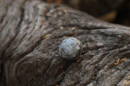 Dry Preserved Raccoon Eyeball