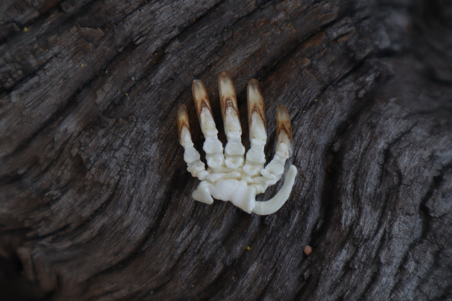 Mole Paw Articulation