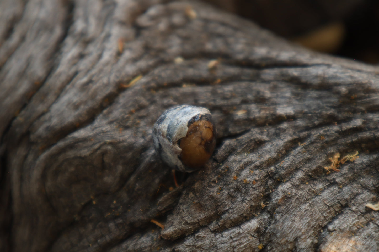 Dry Preserved Raccoon Eyeball