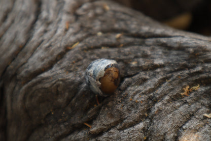 Dry Preserved Raccoon Eyeball