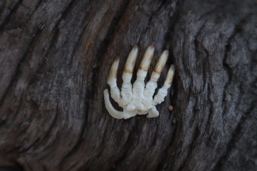 Mole Paw Articulation