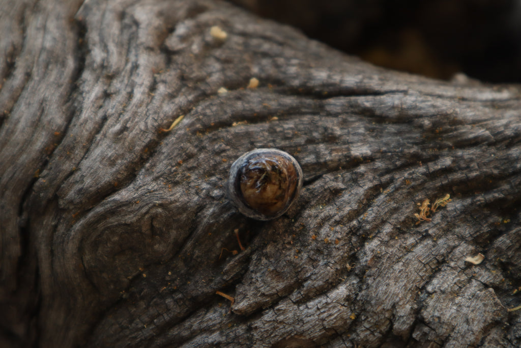 Dry Preserved Raccoon Eyeball