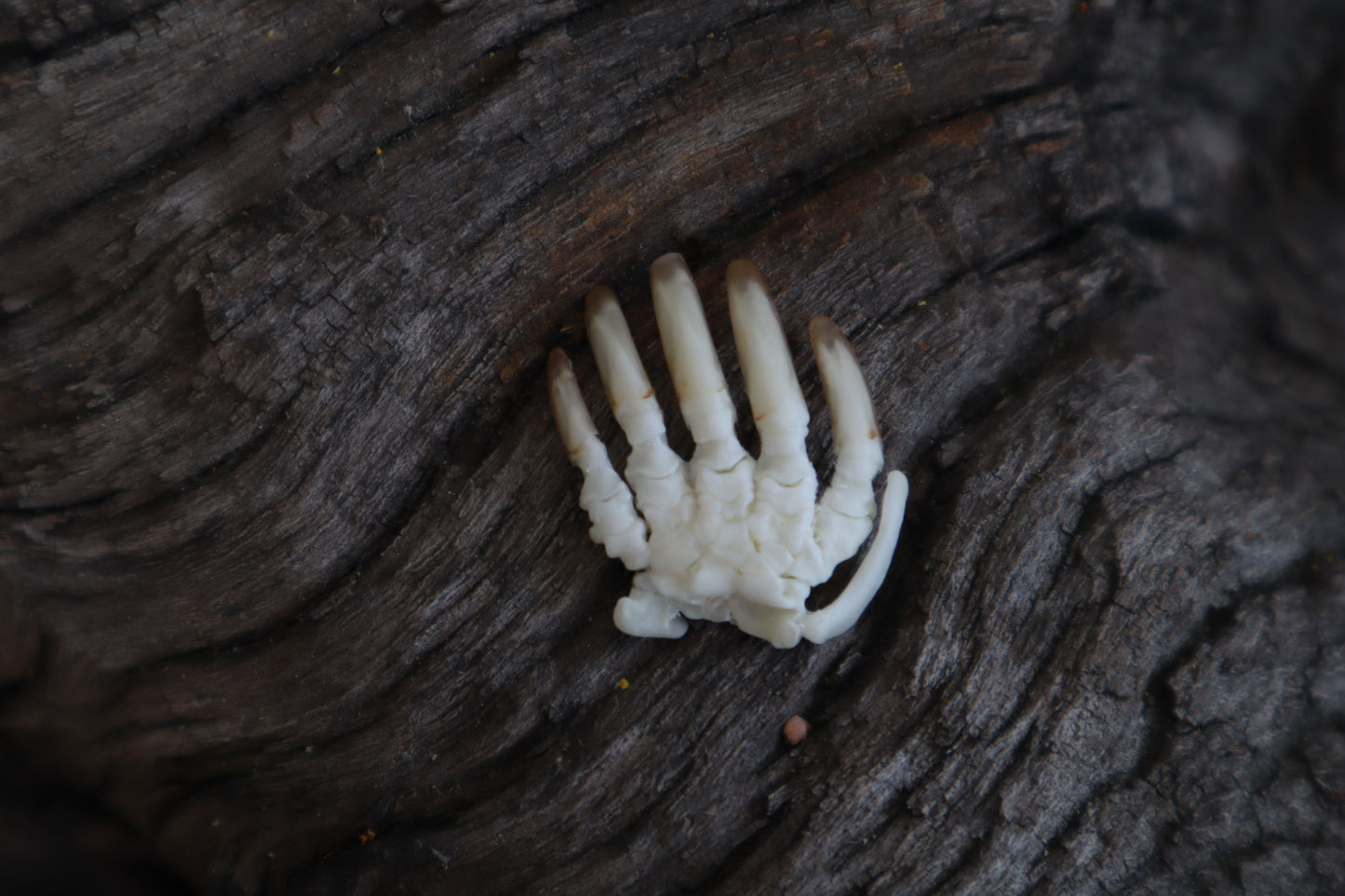 Mole Paw Articulation