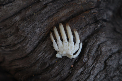 Mole Paw Articulation