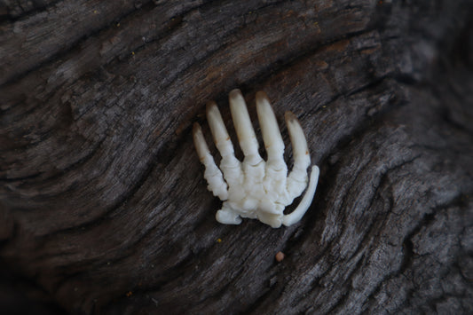 Mole Paw Articulation