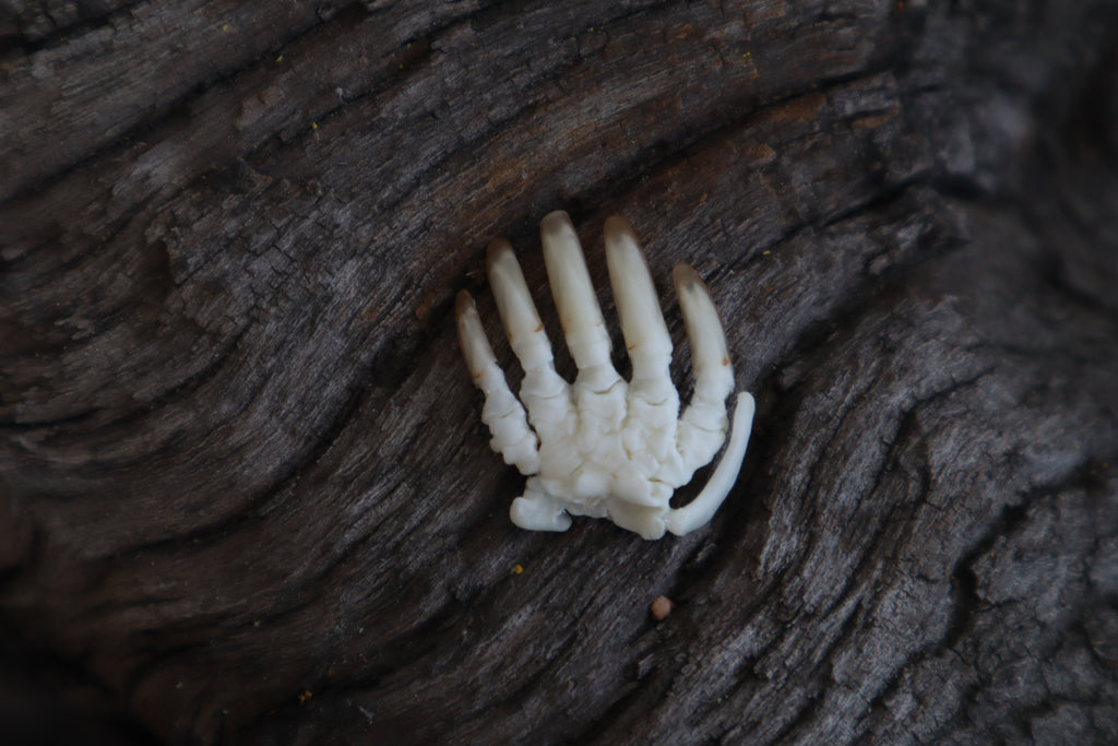 Mole Paw Articulation