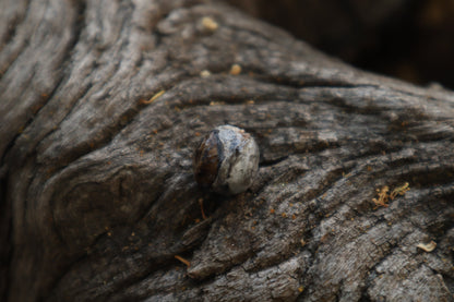 Dry Preserved Raccoon Eyeball