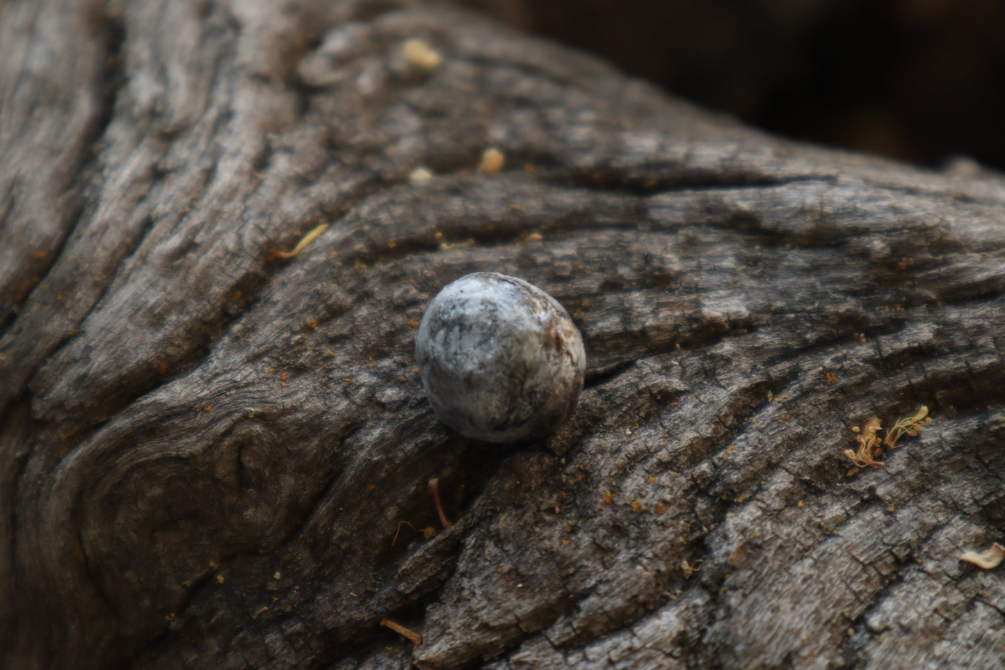 Dry Preserved Raccoon Eyeball