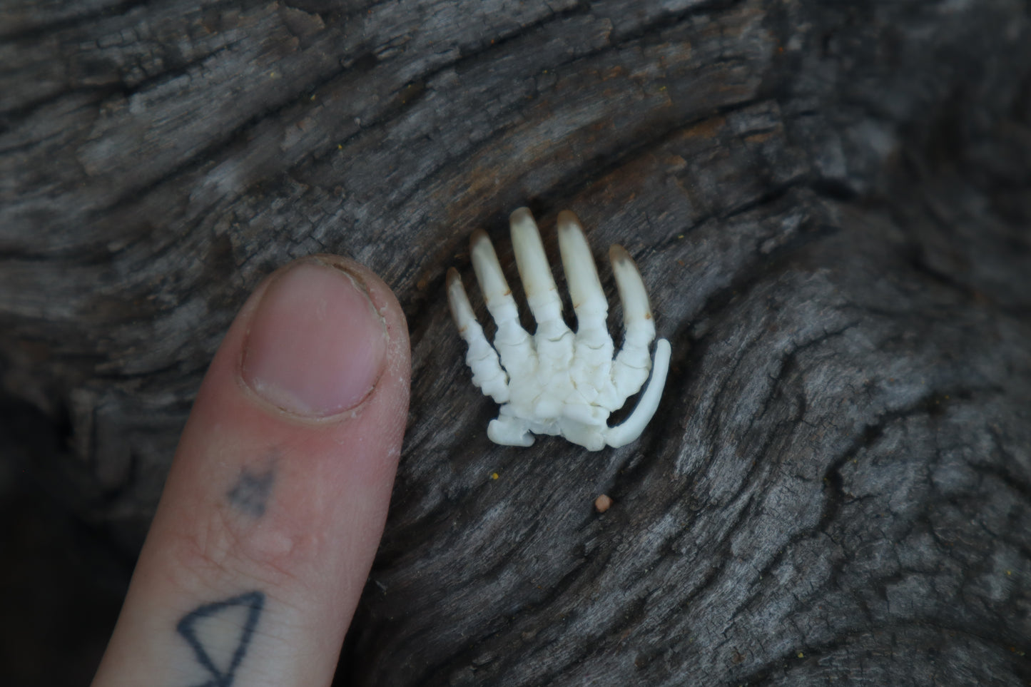 Mole Paw Articulation