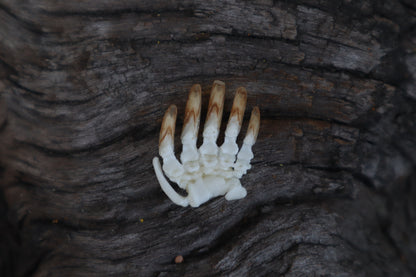 Mole Paw Articulation