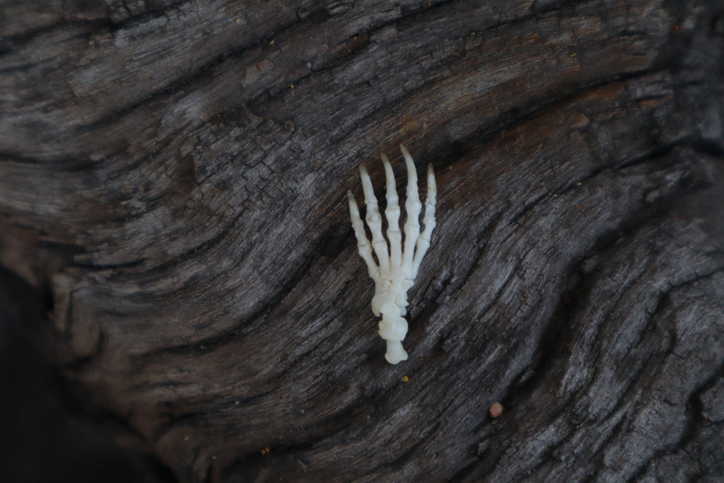 Mole Paw Articulation