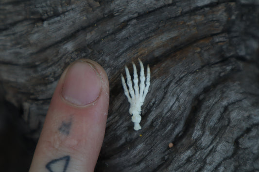 Mole Paw Articulation