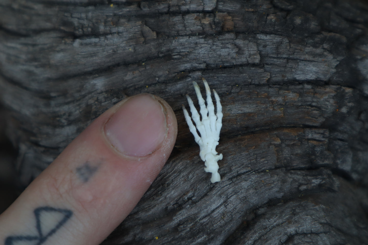 Mole Paw Articulation