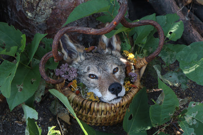 Coyote Harvest Basket