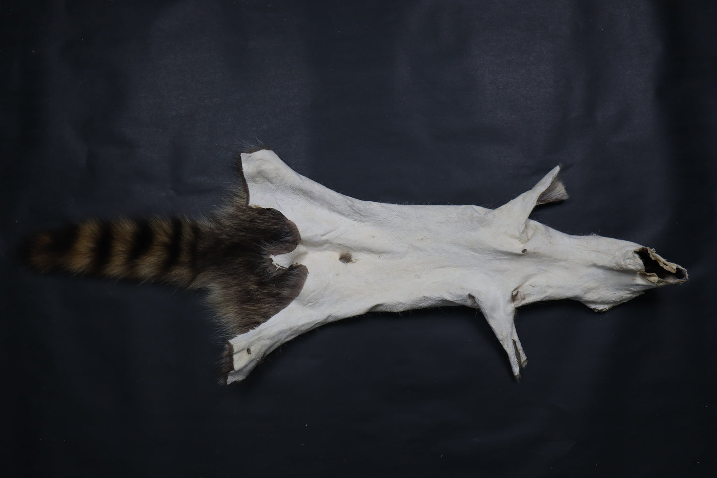 Raccoon Wall Hanger
