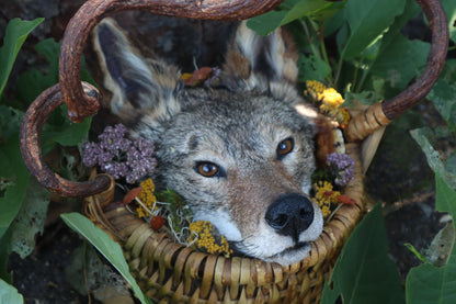 Coyote Harvest Basket