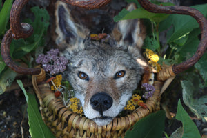 Coyote Harvest Basket