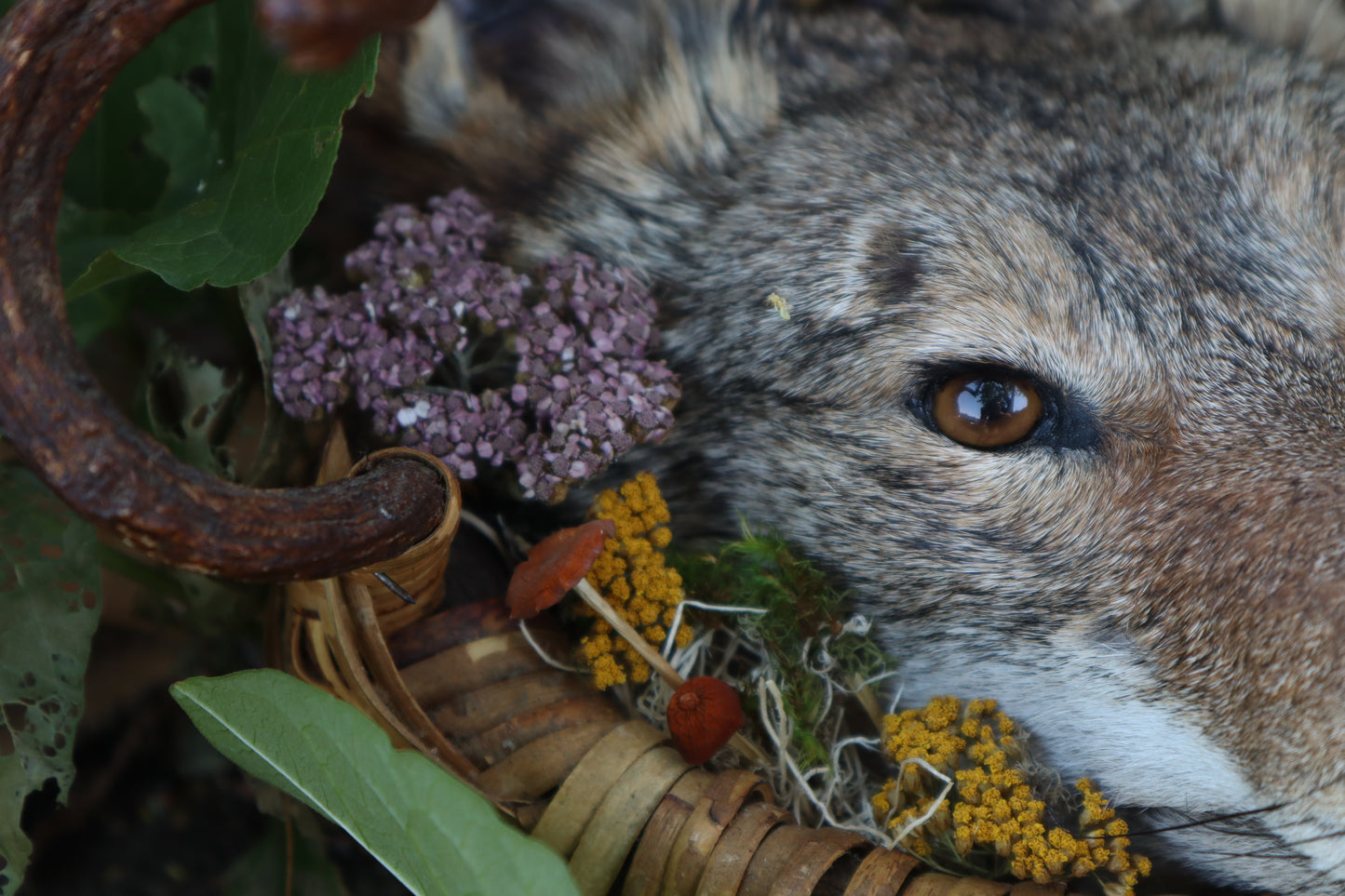 Coyote Harvest Basket