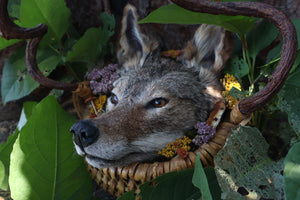 Coyote Harvest Basket