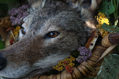 Coyote Harvest Basket