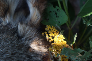 Coyote Harvest Basket