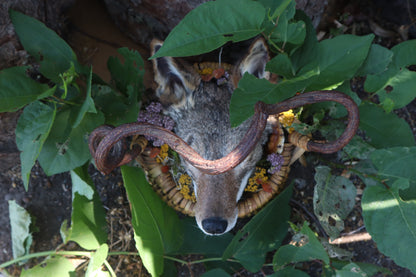 Coyote Harvest Basket