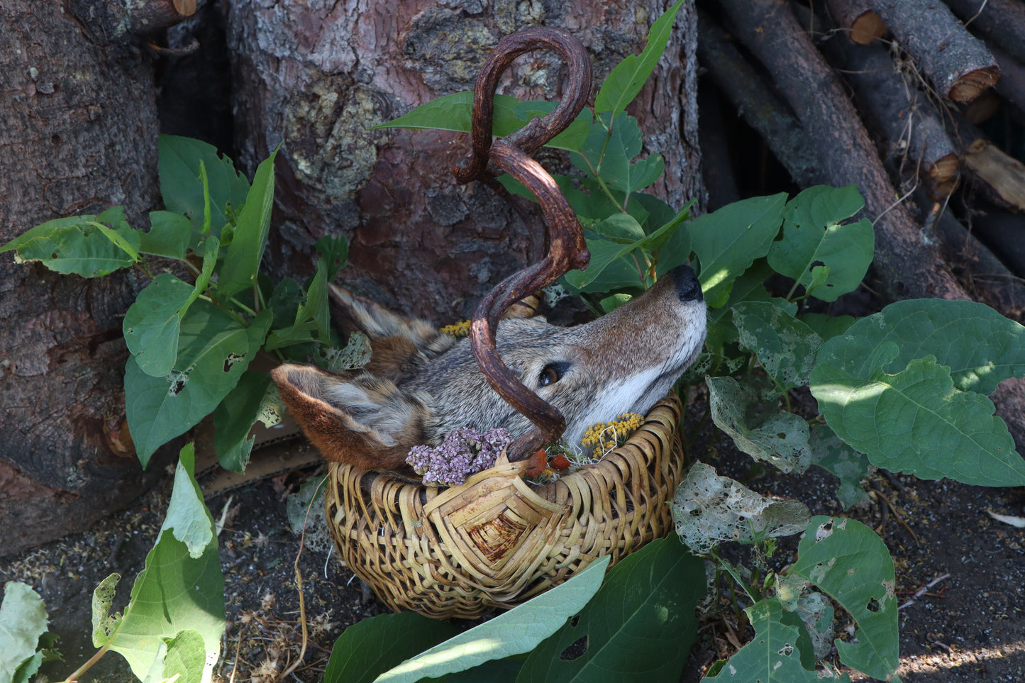 Coyote Harvest Basket