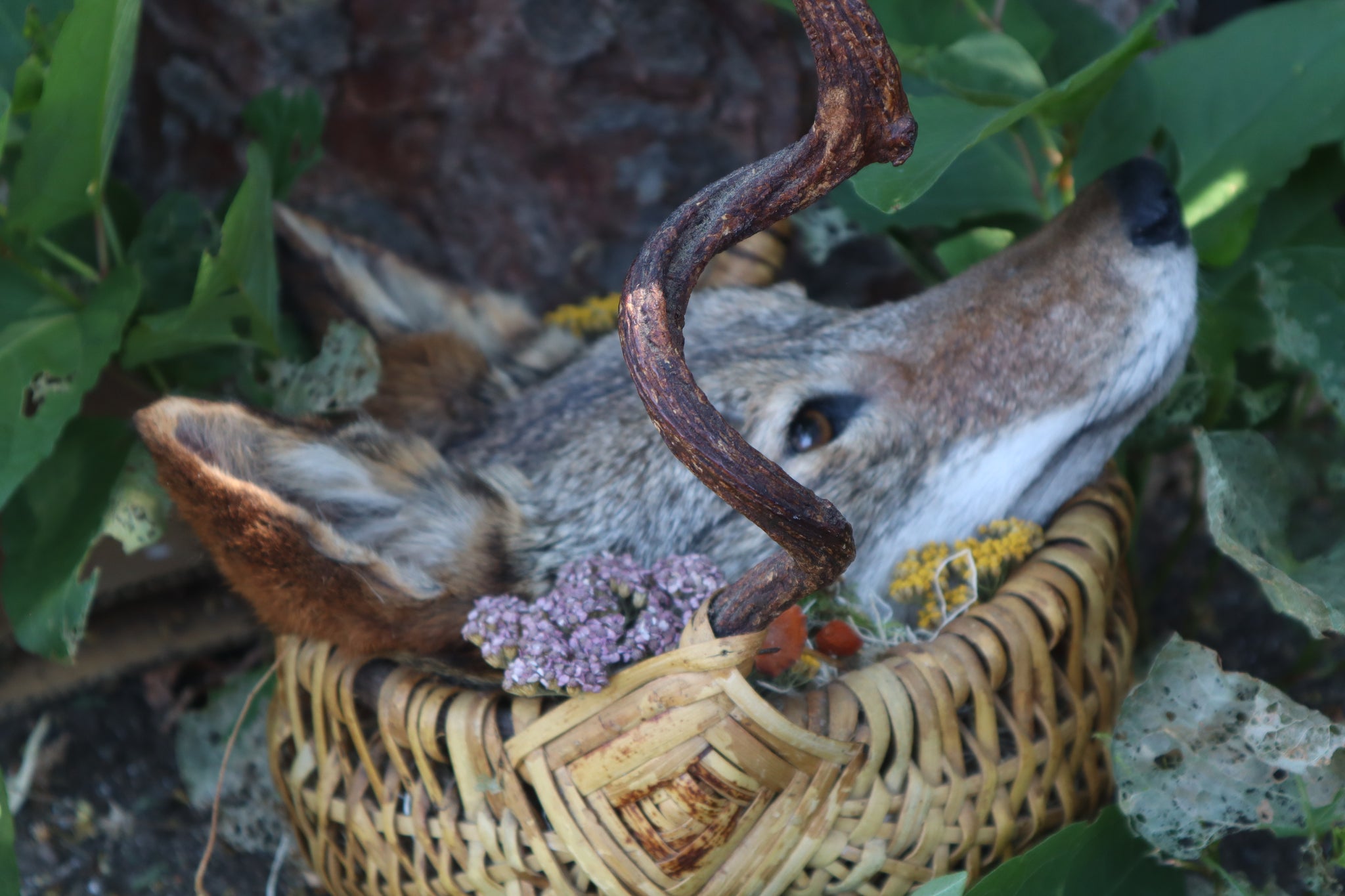 Coyote Harvest Basket